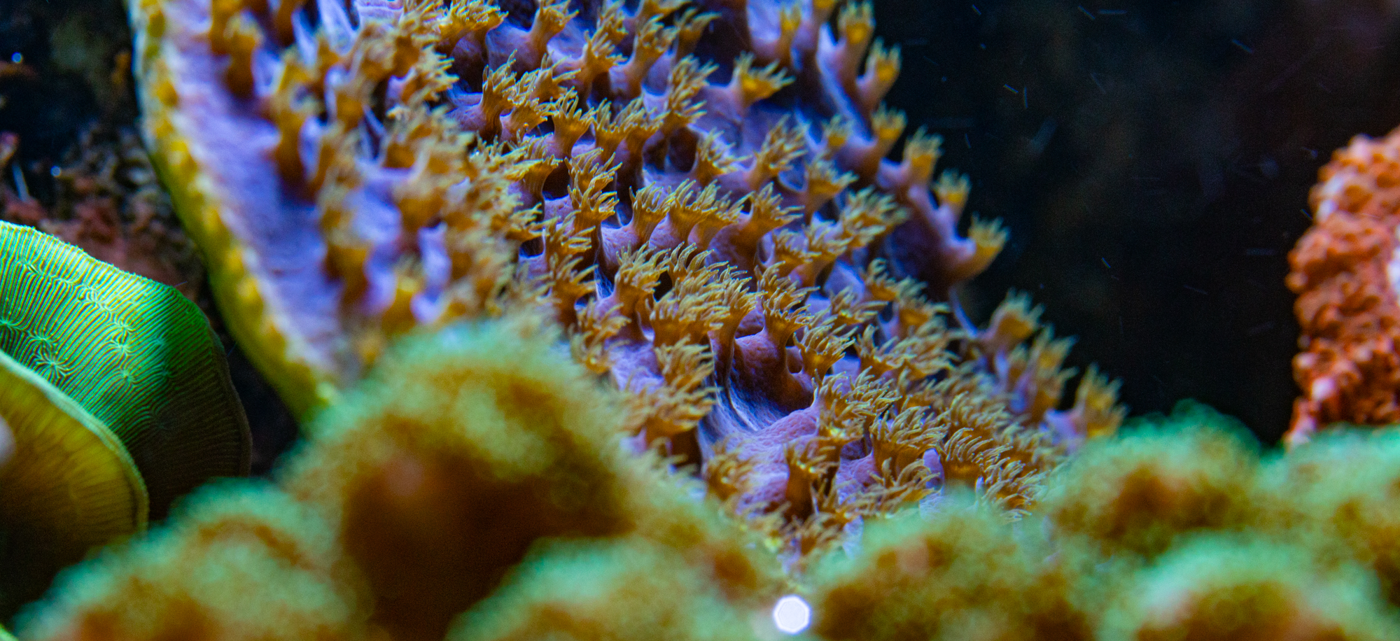 Wildlife Photography