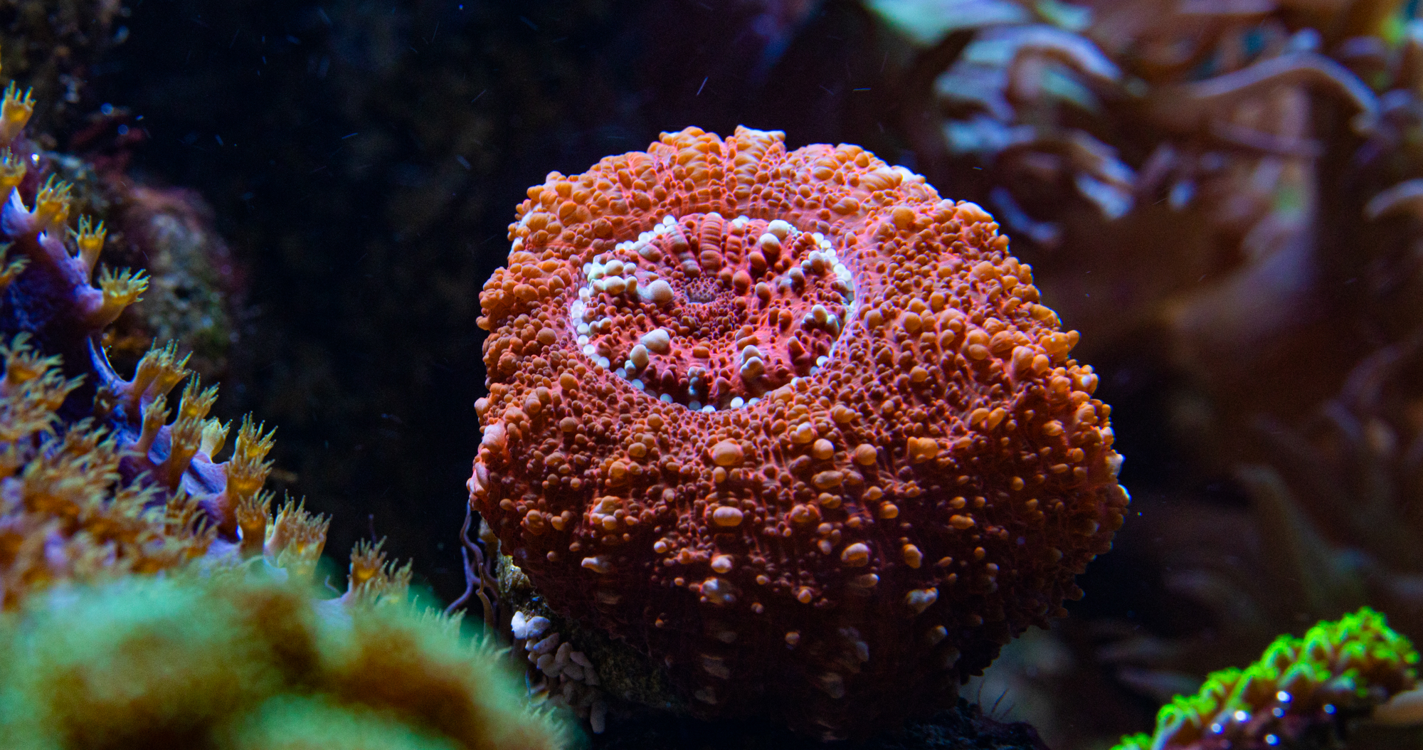 Black and White Photography