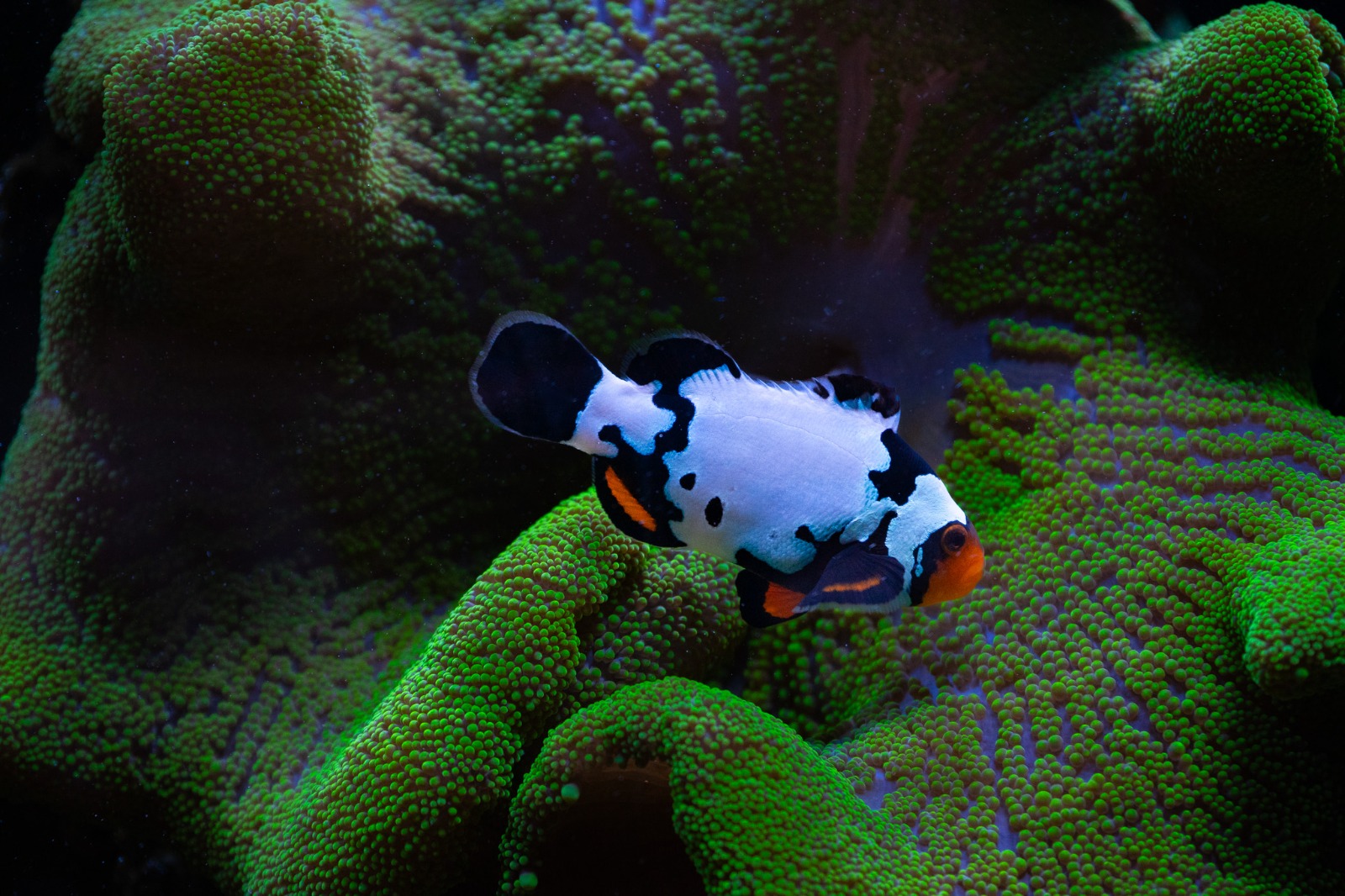 Abstract Photography