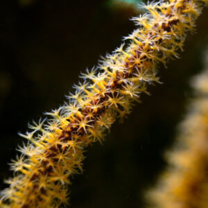 Gorgonian