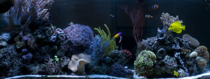 Reef 2
